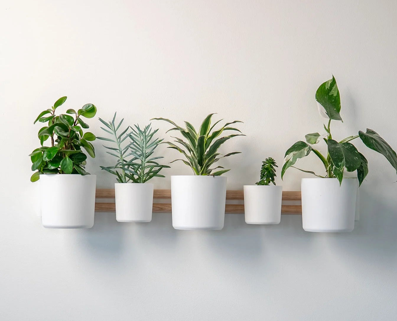 Horizontal Wall Mounted Plant Display- Lofted Goods