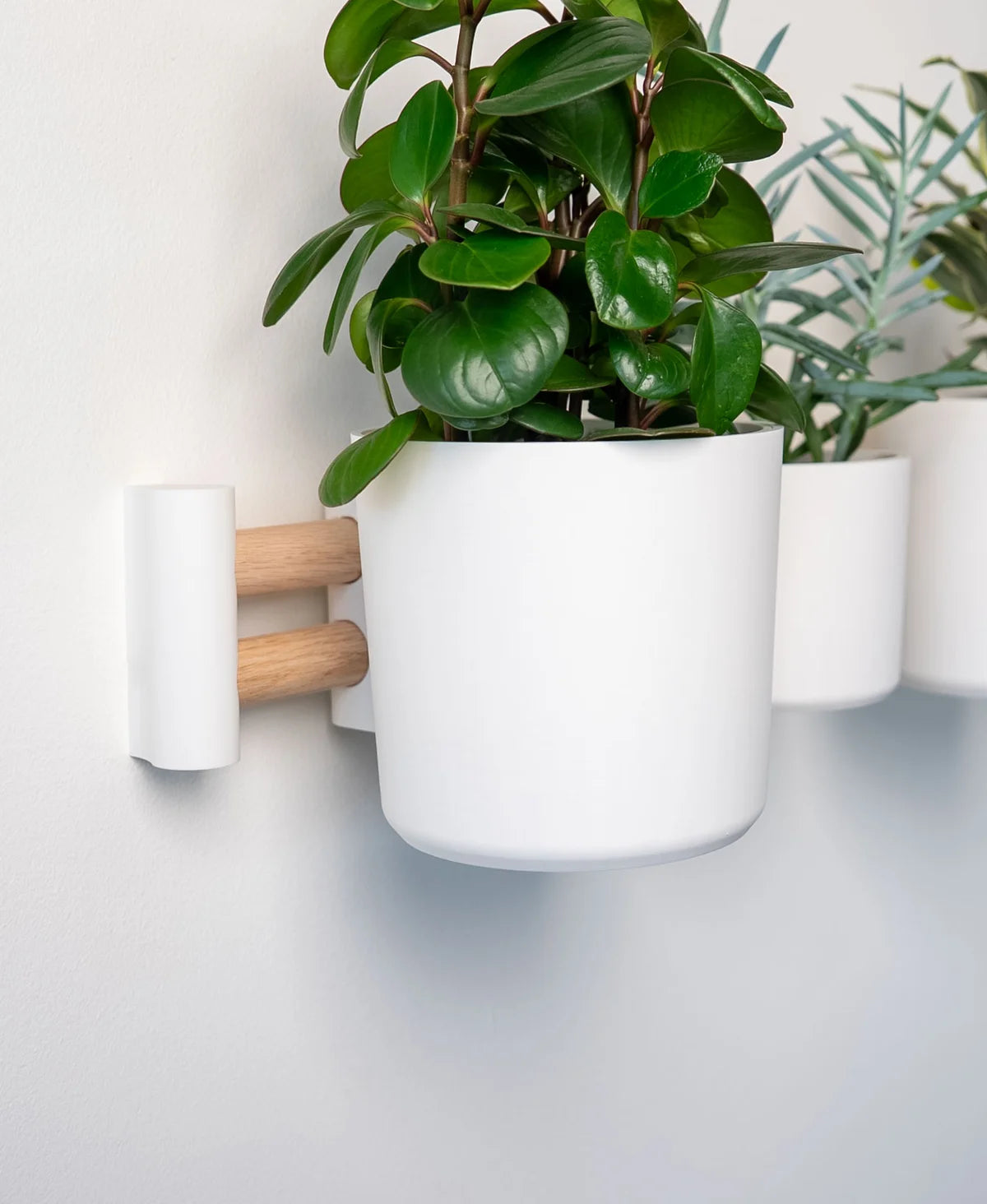 Horizontal Wall Mounted Plant Display- Lofted Goods